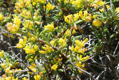 Anthyllis hermanniae melitensis