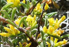 Anthyllis hermanniae melitensis