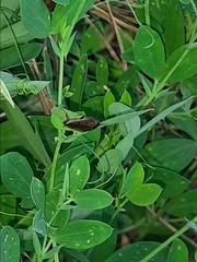 Ectobius sylvestris