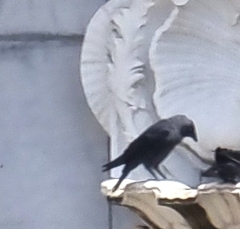Corvus monedula