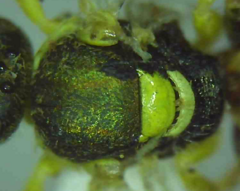 Nomioides facilis