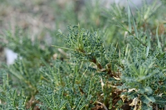 Astragalus psilocentros