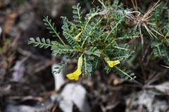 Astragalus psilocentros