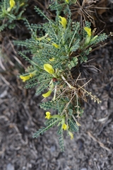 Astragalus psilocentros