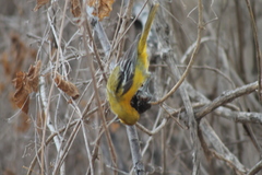 Icterus pustulatus graysonii