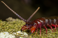 Cormocephalus nitidus