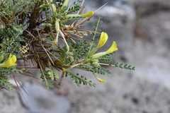 Astragalus psilocentros