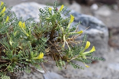 Astragalus psilocentros
