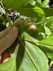 Cornus sericea occidentalis