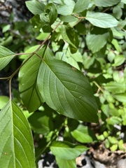 Cornus sericea occidentalis