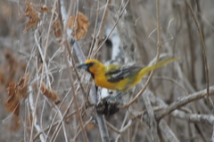 Icterus pustulatus graysonii