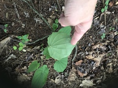 Dioscorea villosa