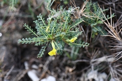 Astragalus psilocentros