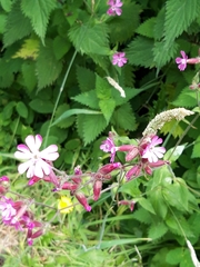 Silene dioica