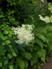 Filipendula ulmaria