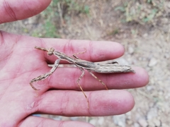 Bolivaria brachyptera