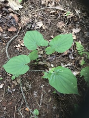 Dioscorea villosa