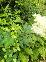 Filipendula ulmaria