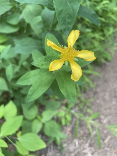 Hypericum ascyron iNat (3)