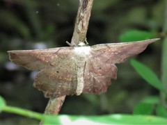 Euchlaena deplanaria