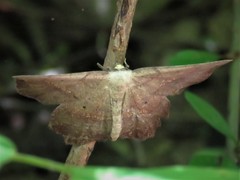 Euchlaena deplanaria