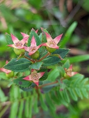Rhexia petiolata