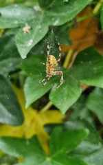 Araneus diadematus