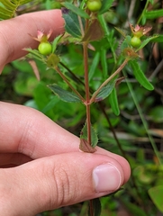 Rhexia petiolata