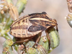 Graphosoma interruptum