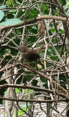 Troglodytes troglodytes