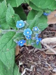 Pentaglottis sempervirens