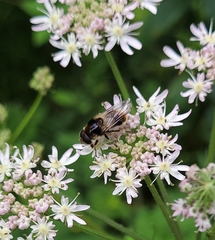 Cheilosia illustrata