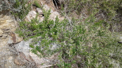 Rhagodia candolleana