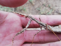 Bolivaria brachyptera