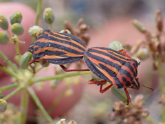 Graphosoma interruptum