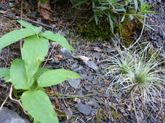 Clematis occidentalis grosseserrata