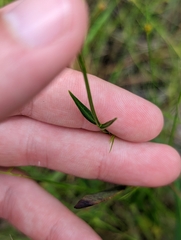 Sabatia difformis