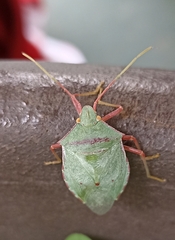 Chlorocoris distinctus