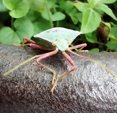 Chlorocoris distinctus