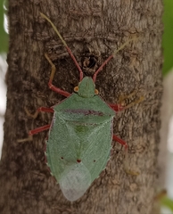 Chlorocoris distinctus