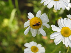 Nemophora fasciella