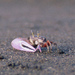 Narrow-fingered Fiddler Crab - Photo (c) Michael Rosenberg, some rights reserved (CC BY-NC)