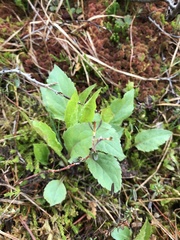 Solidago macrophylla