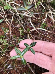 Kalmia polifolia