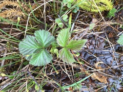 Rubus arcticus