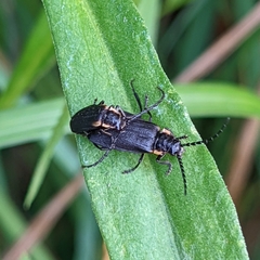 Polemius laticornis