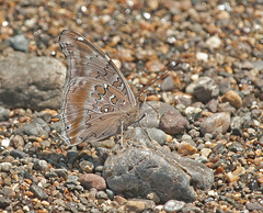 Historis acheronta