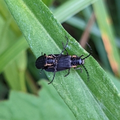 Polemius laticornis