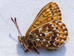 Boloria polaris