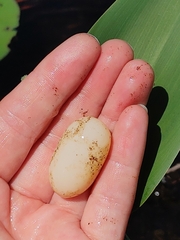 Chrysemys picta picta